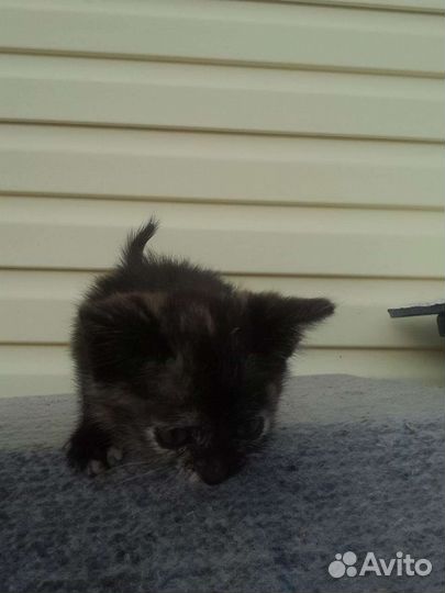 Котята в добрые руки даром