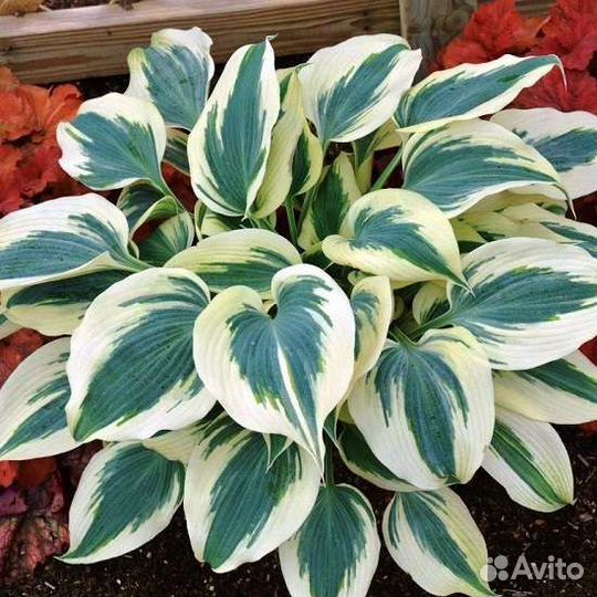 Хоста блю айвори