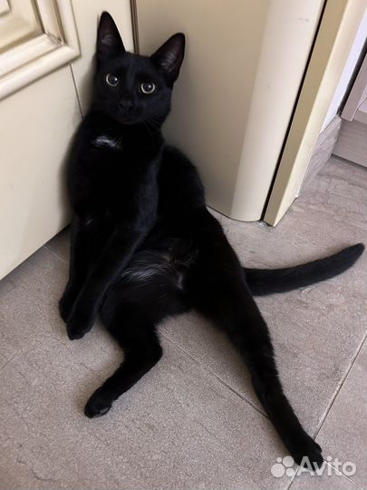 Девочки ищут дом