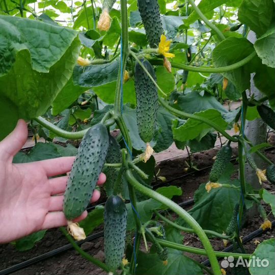 Рассада элитных огурцов