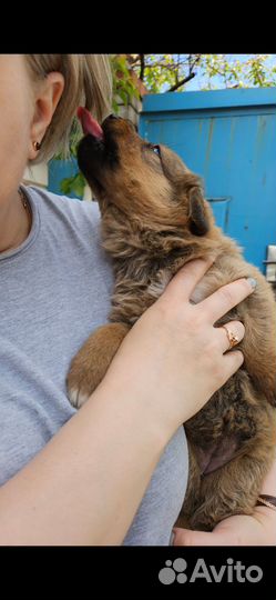 Щенята(девочки) мама немецкая