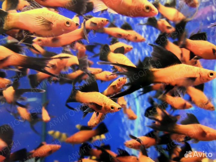 Меченосец Берлинский вильчатый (Red Wagtail Sword