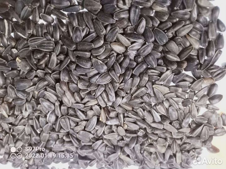 Семена подсолнечника(Кондитерка)