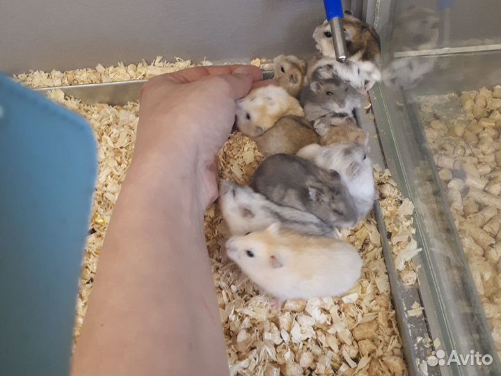 Джунгарский хомяк