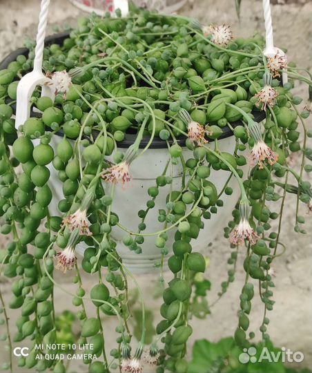Крестовник роули, ампельные суккуленты