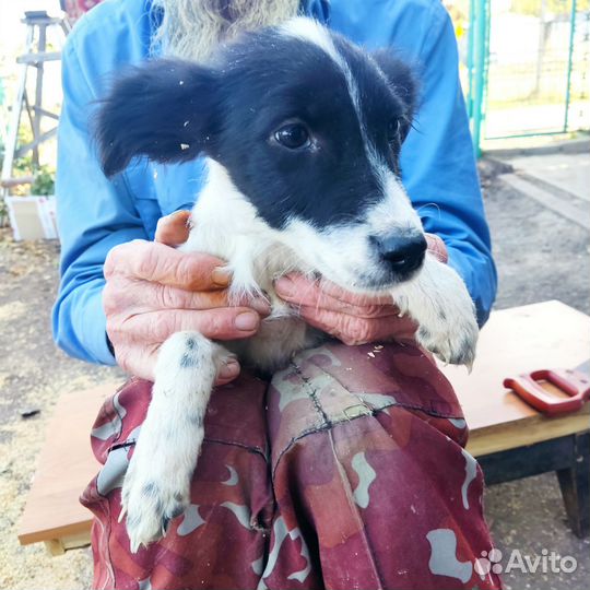 Собаки бесплатно в добрые руки