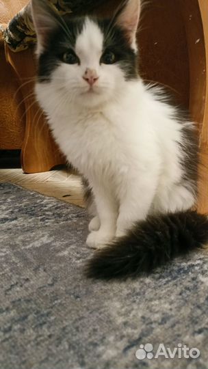 Котенок