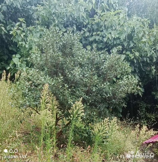 Дерево фейхоа