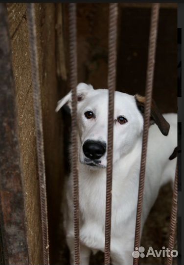 Молодой сильный ласковый Юкки томится в приюте