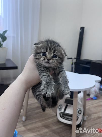 Котята шотландцы