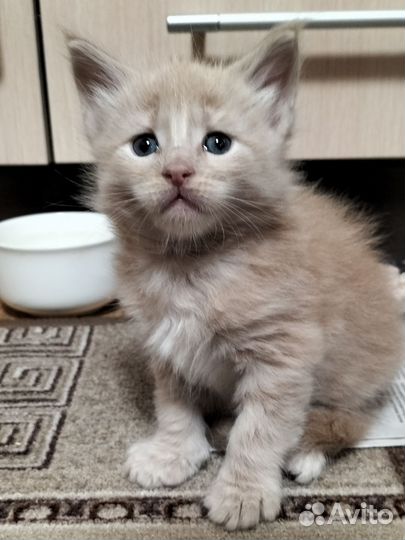 Котята мейн-кун