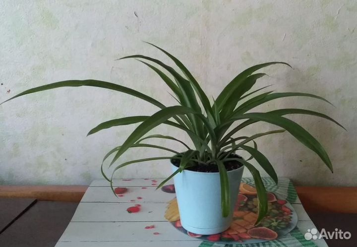 Зеленый хлорофитум в голубом горшке