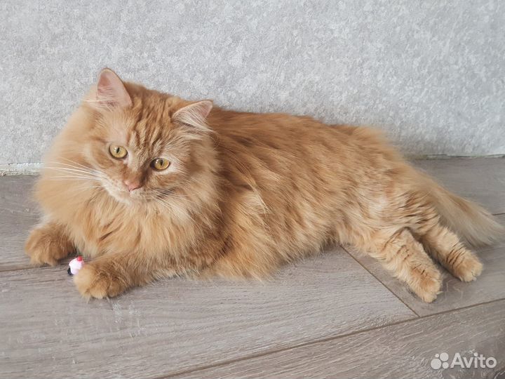 Кошка красотка