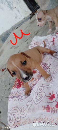 Щенки американского Стаффорда