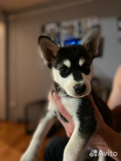 Хаски помесь с балонкой