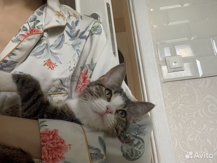 Котенок на передержку 3-4 мес отвественным людям