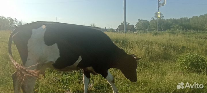 Сельхоз животные корова