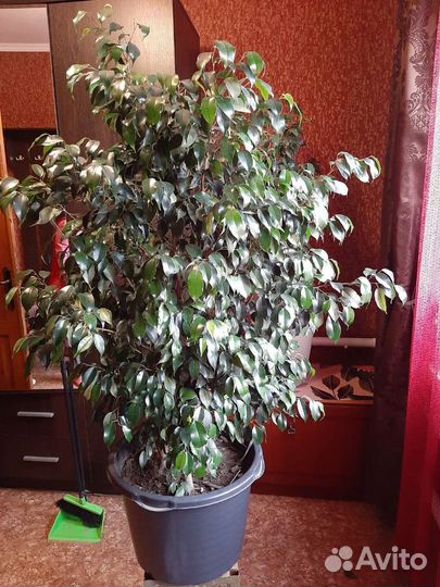Фикус бенджамина большой