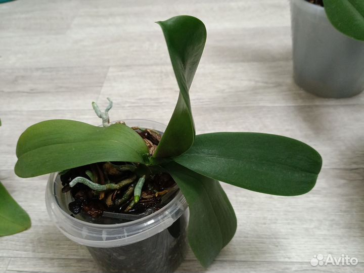 Орхидея фаленопсис