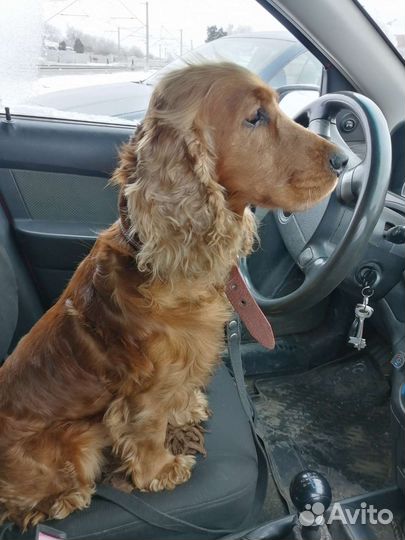 Кокер спаниель