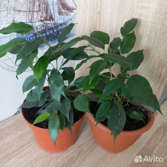 Фикус бенджамина