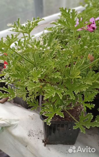 Пеларгония душистая Fragrant Frosty - молодое раст