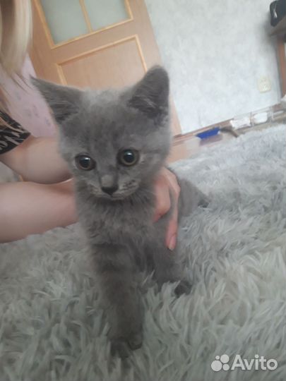 Кошка британская
