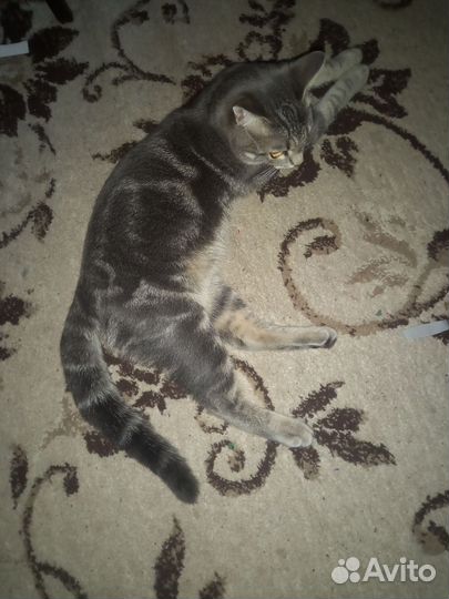 Кот на вязку