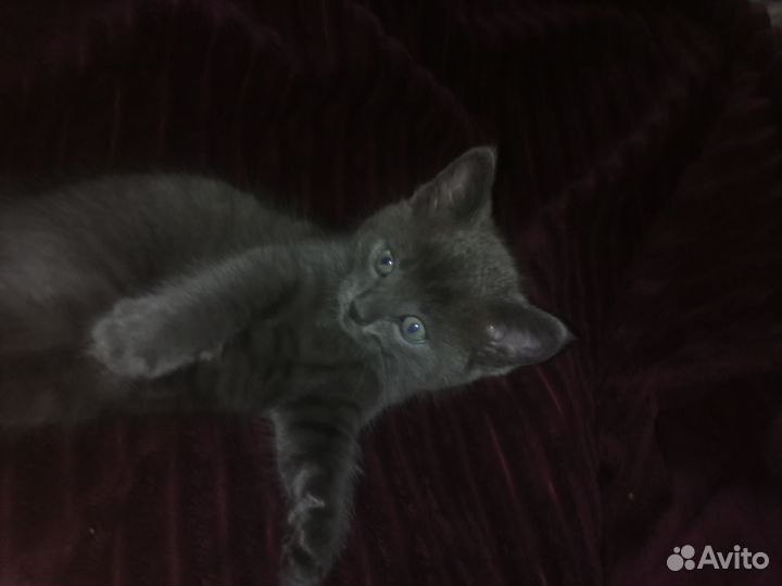 Отдам котенка
