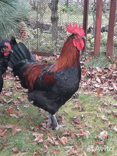 Цыплята маран черномедный и голубомедный