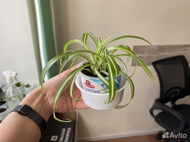 Хлорофитум