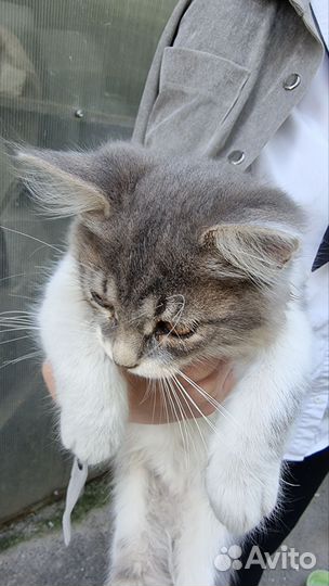 Котенок