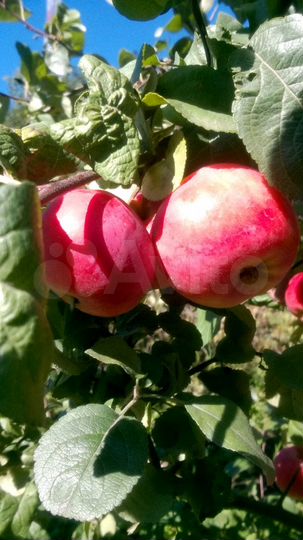 Участок 6 сот. (ИЖС)