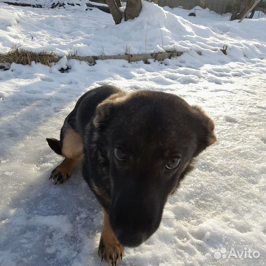 Щенок в добрые руки бесплатно