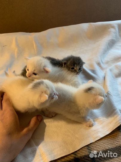 Котята 2 мес. девочки (белые) бесплатно