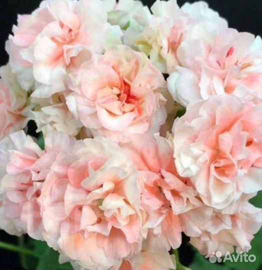 Пеларгонии сортовые