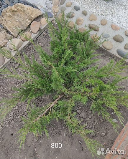 Можжевельник