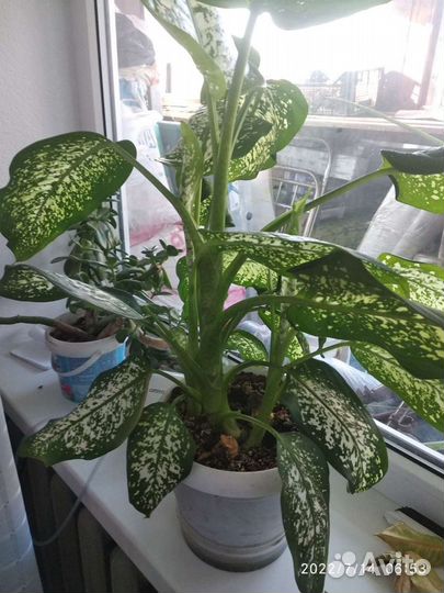 Диффенбахия