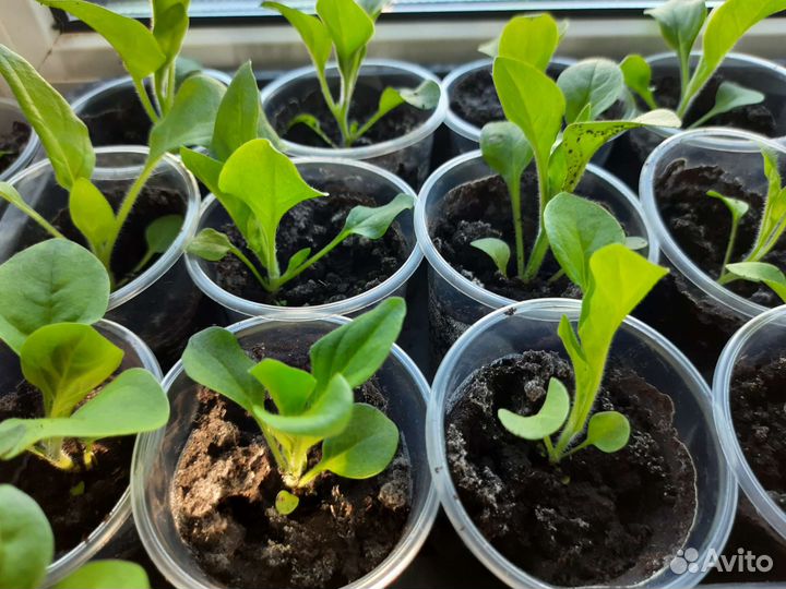 Рассада петуньи, бархатцев, астра. Лилейник