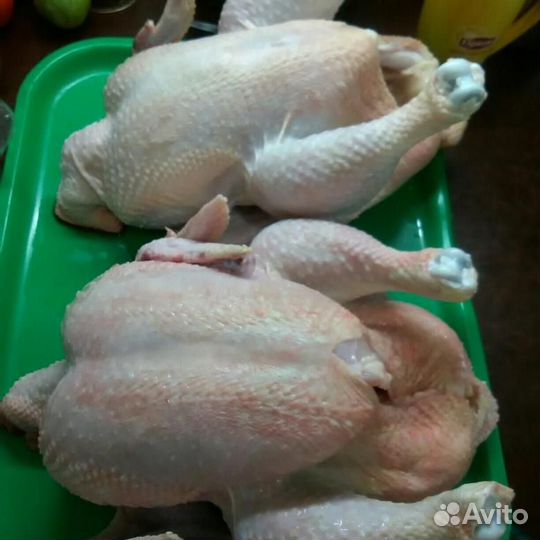 Индюки биг 6 на мясо