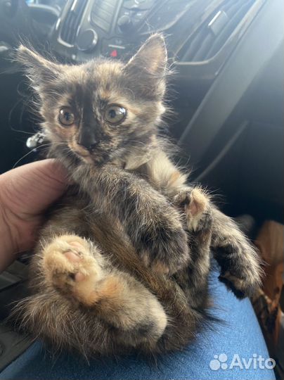 Котенок девочка в добрые руки