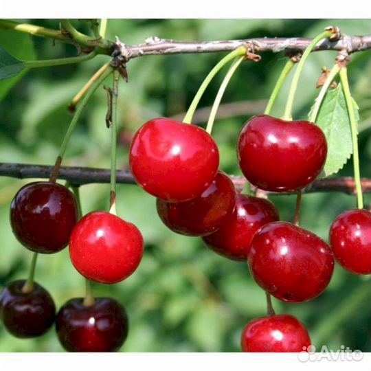 Саженцы черевишни Краса севера