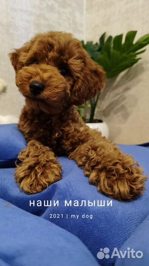 Той-пудель ред браун