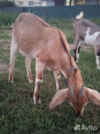 Дойные нубийские козы и зааненка