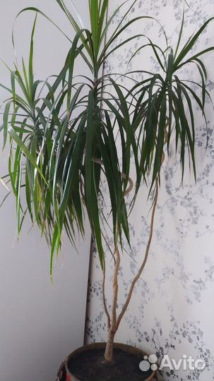 Пальма Драцена