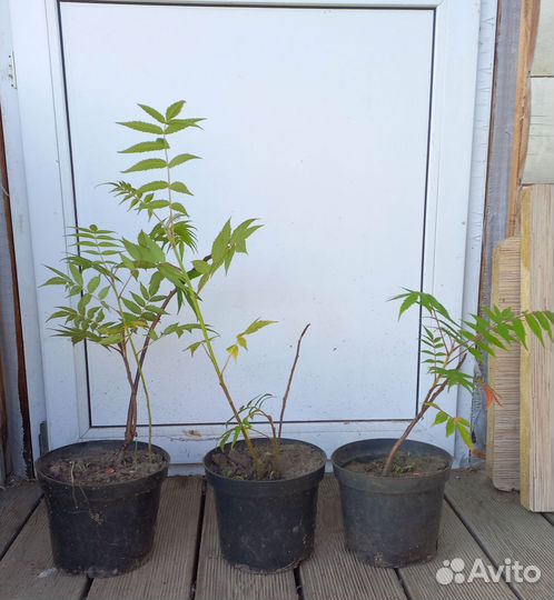 Саженцы Сумах и барвинок