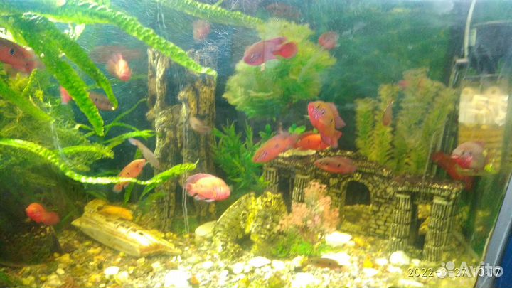 Продаются аквариумные рыбки