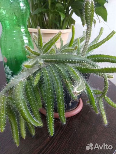 Гелоцереус