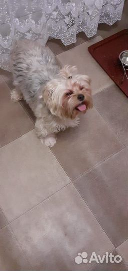 Йоркширский терьер