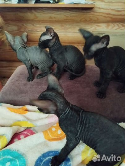 Сфинкс котята